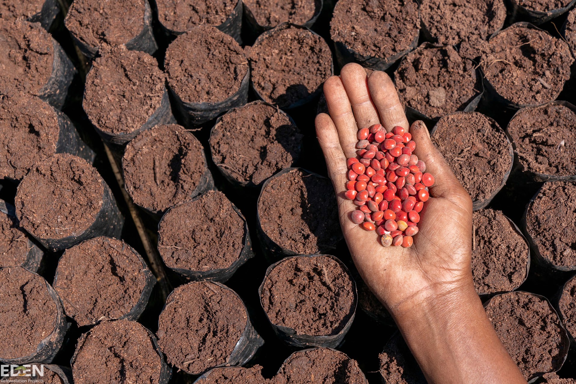 Reforestation work in Madagascar for Climate Action Now